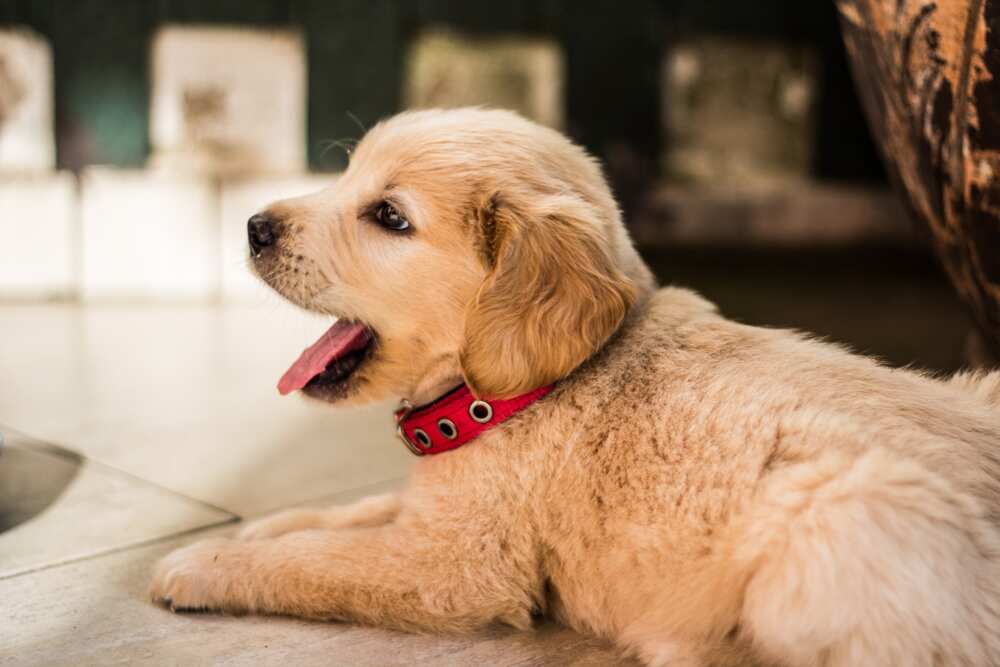 A puppy A puppy