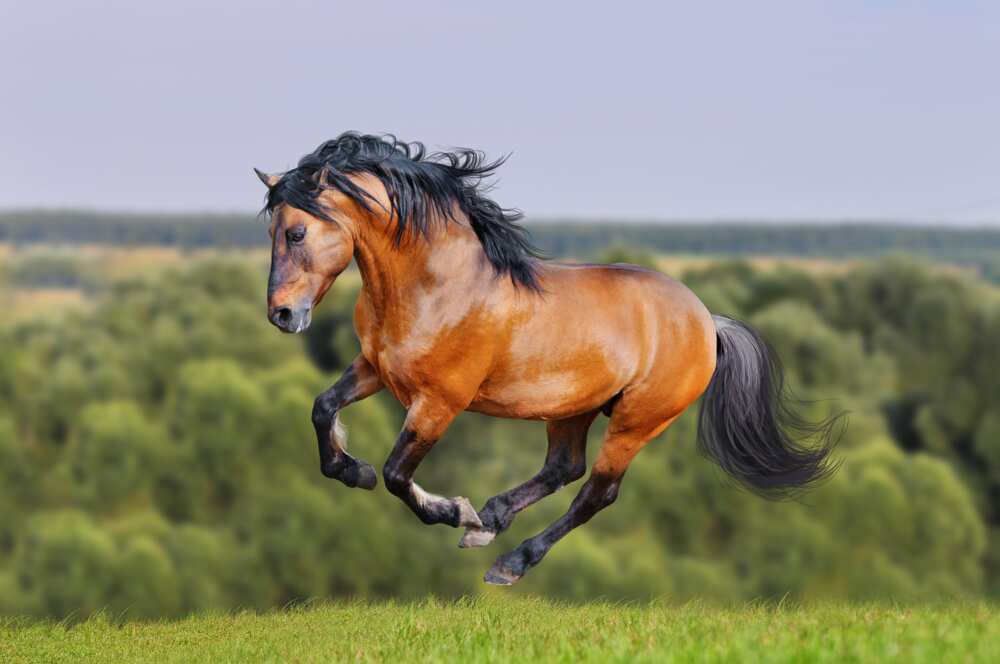 Le Lusitanien, l'un des plus beaux chevaux du monde Le Lusitanien, l'un des plus beaux chevaux du monde