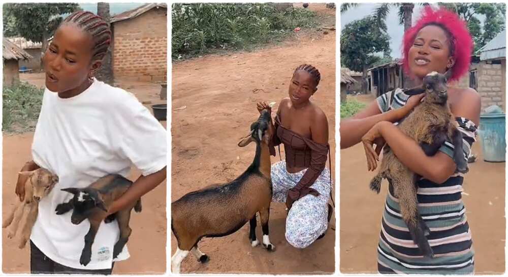 Photos of a Nigerian lady with her goats.