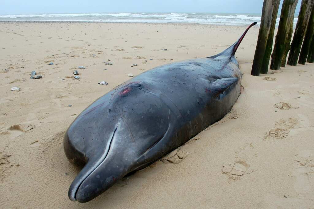 Wounded whale washes ashore in northern France - Legit.ng
