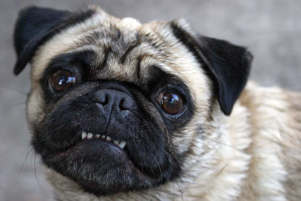 chien montrant les dents chien montrant les dents
