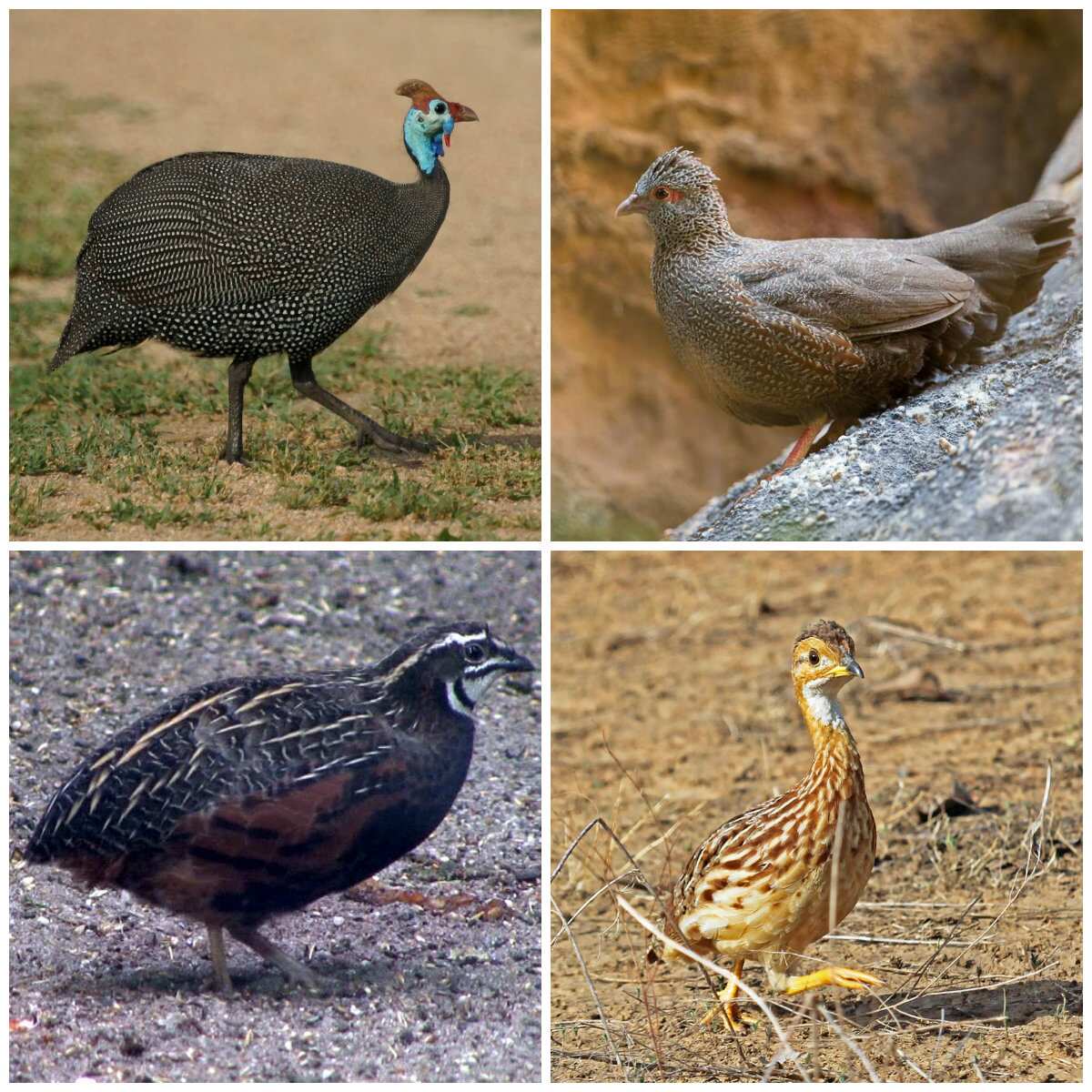 Galliformes type