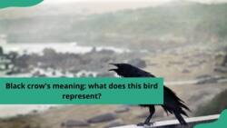 Black crow's meaning: what does this bird represent?