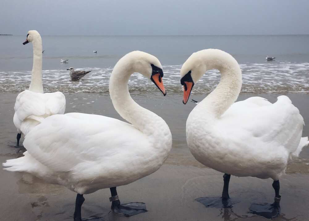 Two white swans forming a heart shape of their necks on the shore