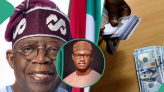 Dollar exchange rate: What Tinubu’s govt is doing to make naira appreciate, Rep candidate explains