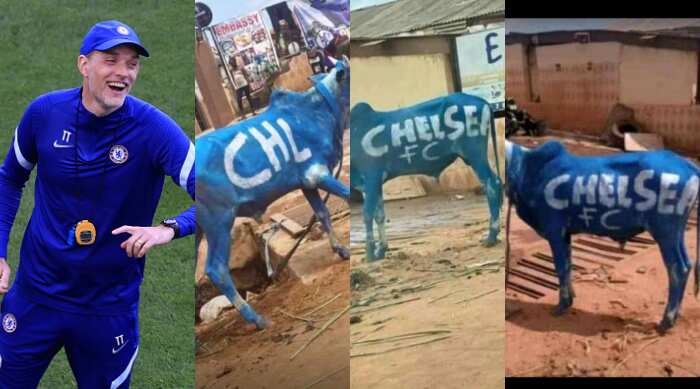 Excited Chelsea fans in Nigeria lavish cash on cows, paint them in Blue ahead of Champions League final