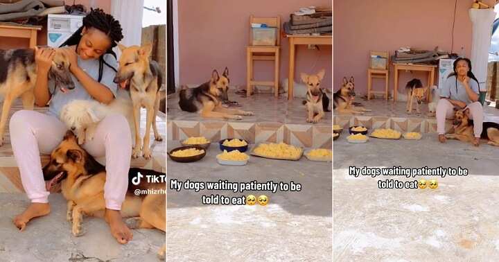 Wise dogs turn away from food