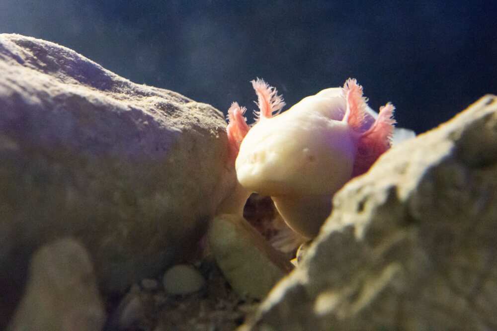 Axolotl