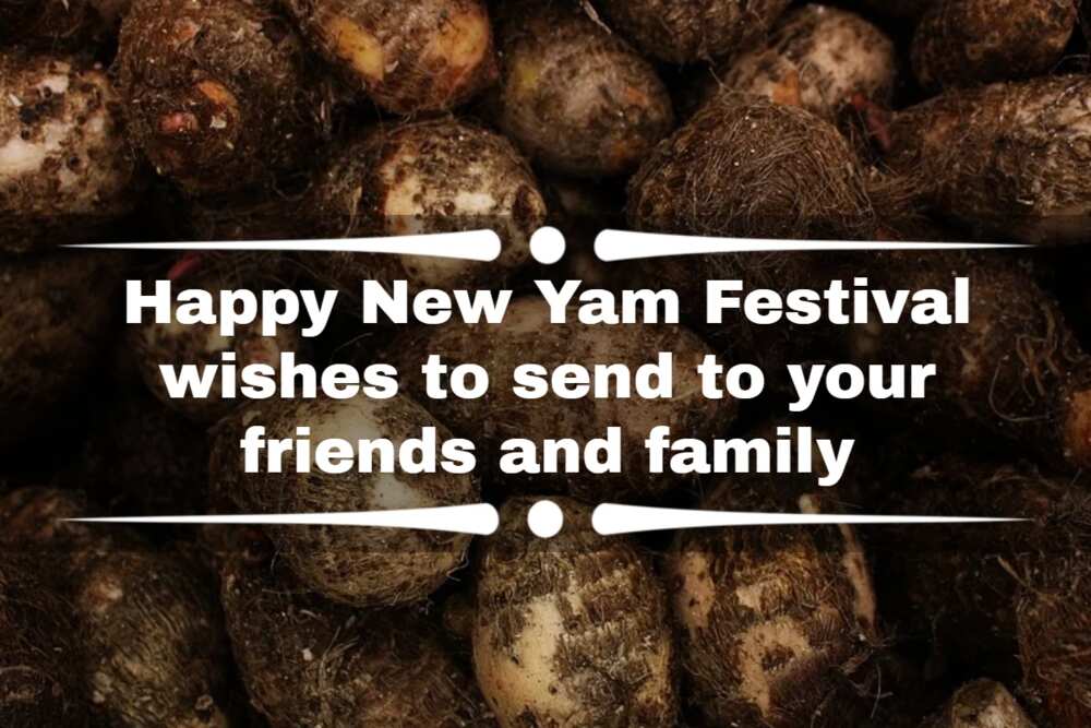happy new yam festival wishes
