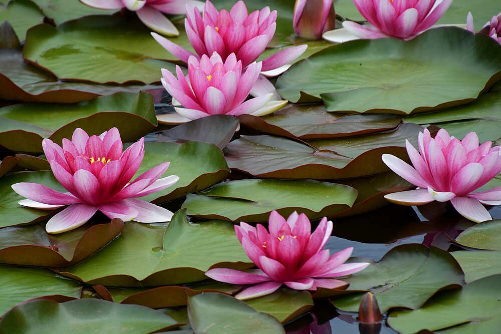 Beautiful lotus flower in a little pond