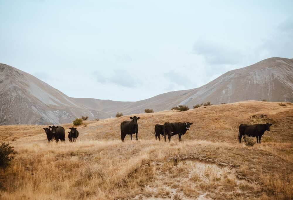 What do cows drink What do cows drink