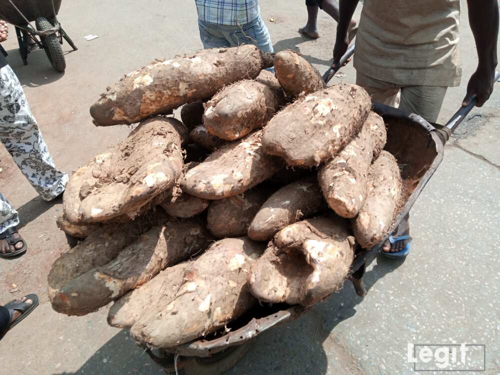 The price of new yam is determined by the size and the market visited. Photo credit: Esther Odili