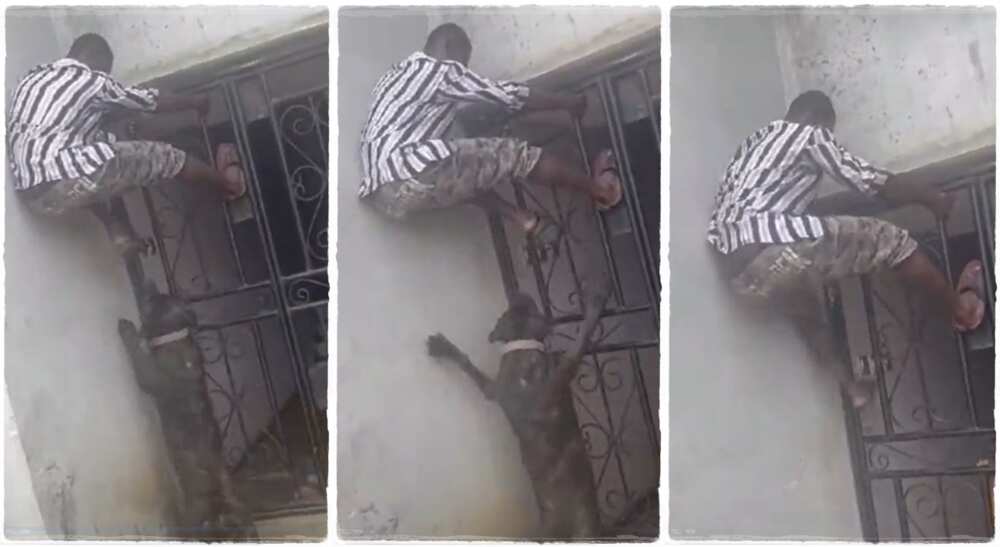 Man runs and climbs up to escape from dogs. Man runs and climbs up to escape from dogs.