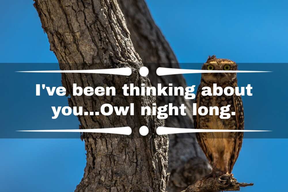 funny owl jokes