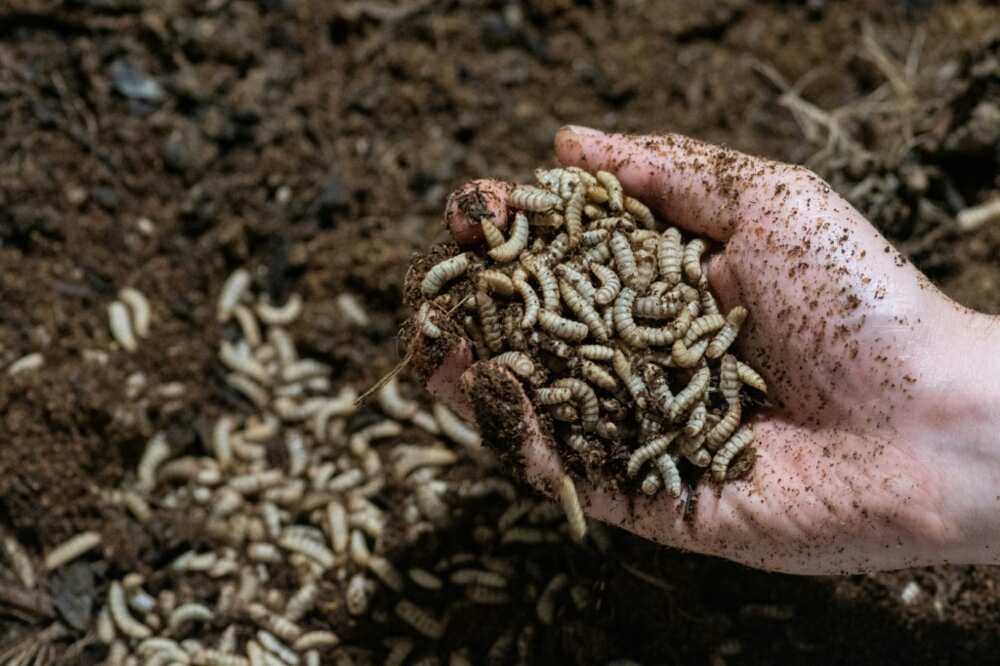The Costa Rican company ProNuvo is turning hotfoot larvae like these into protein for animal feed The Costa Rican company ProNuvo is turning hotfoot larvae like these into protein for animal feed