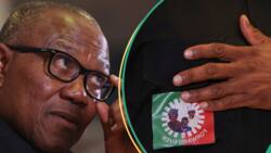 2027 presidency: Why Peter Obi should not leave Labour Party, youth advocate speaks