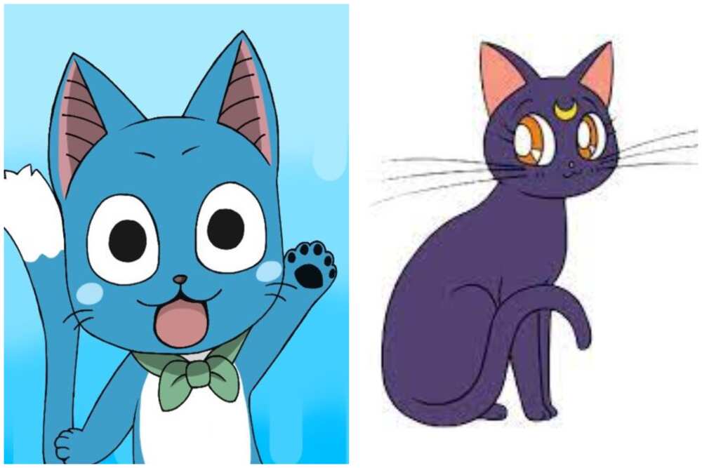 cute anime cats