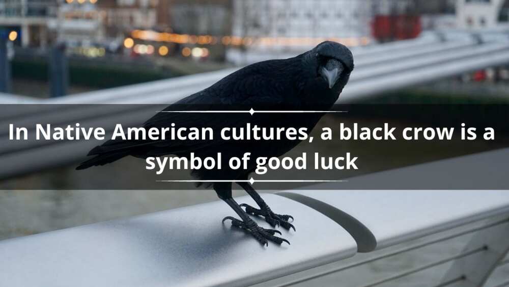 what does a black crow mean