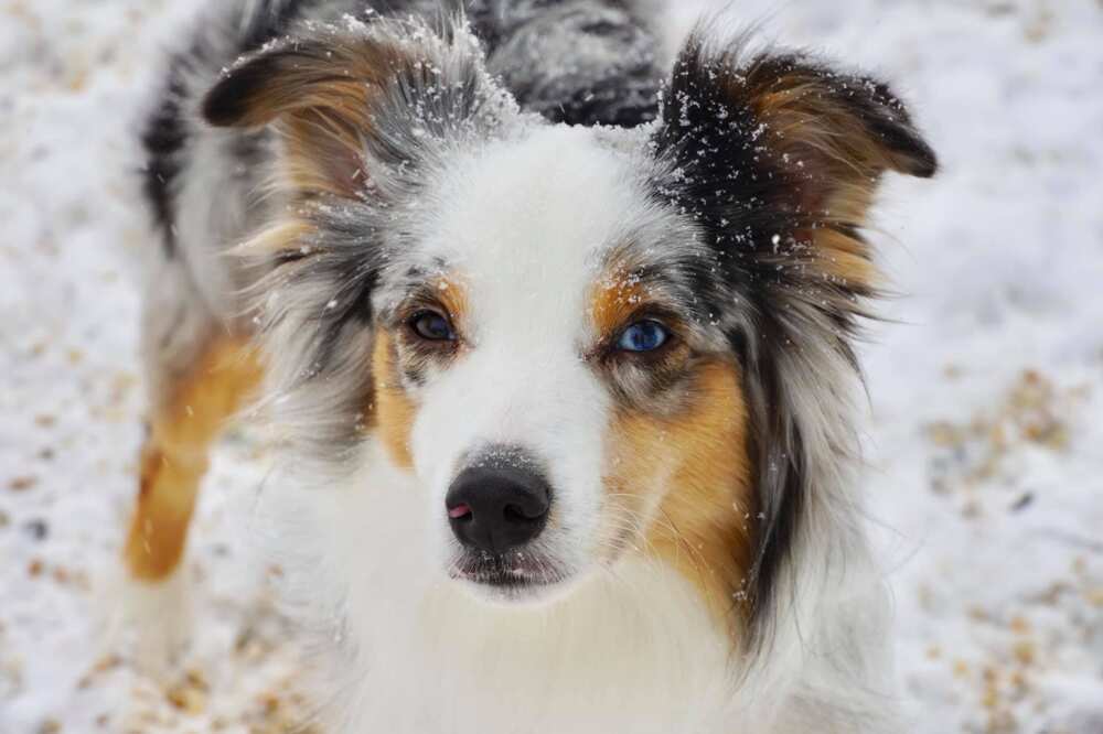 cutest puppy cutest puppy