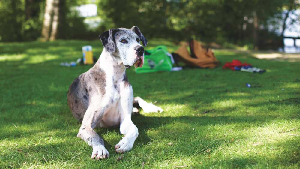 A blue Merle Great Dane is sitting on the grass