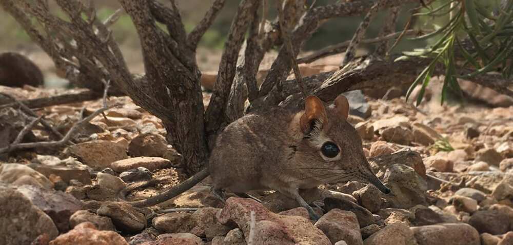 Tiny elephant shrew rediscovered in Africa after 50 years of hiding