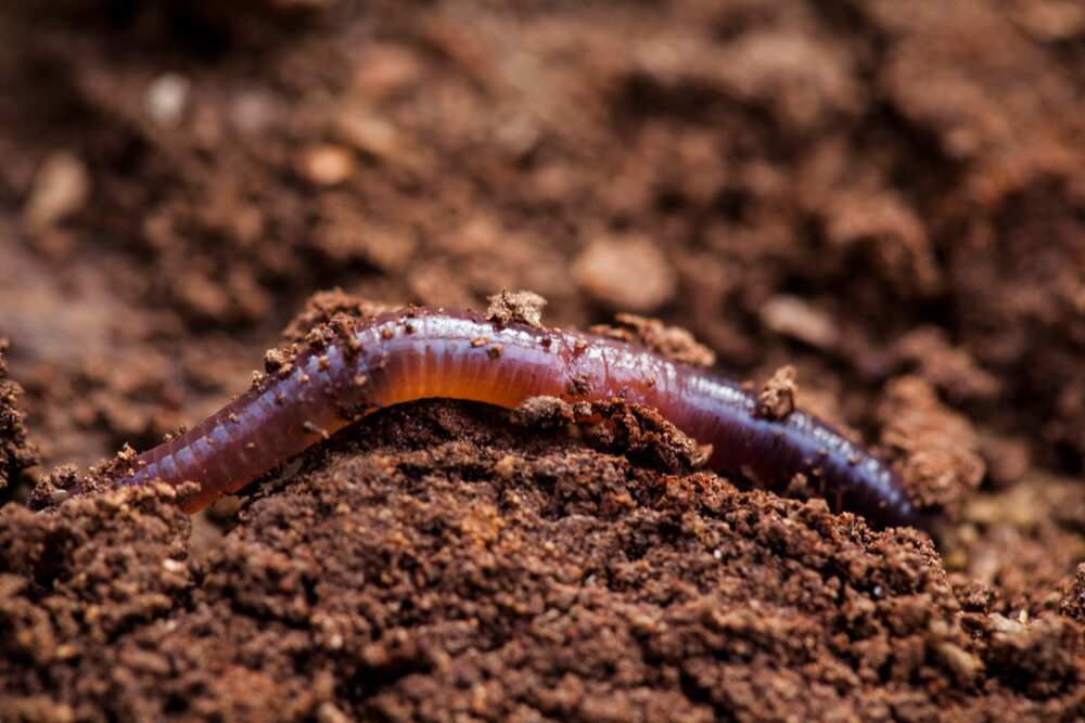 Earthworm digging itself in the humid soil