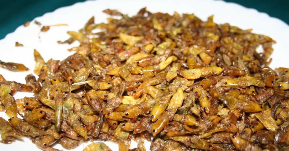 Uganda Airlines Considering Adding Grasshoppers to Its Menu After Passenger Hawked Them on Plane