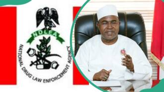 NDLEA salary structure: ranks, pay and qualifications explained