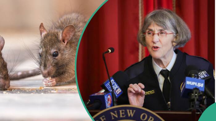 Drama as rats in US police headquarters get ‘high’ from eating seized ‘banned substance’