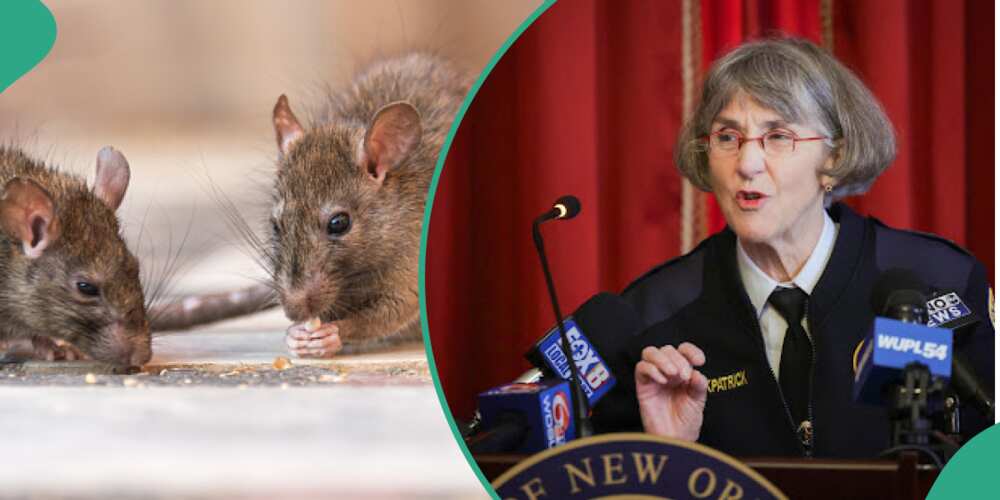 Chief Anne Kirkpatrick, New Orleans police chief speaks on rats getting high