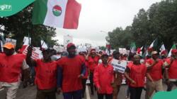 NLC/TUC nationwide strike: APC chieftain asks Labour leaders to bear with FG