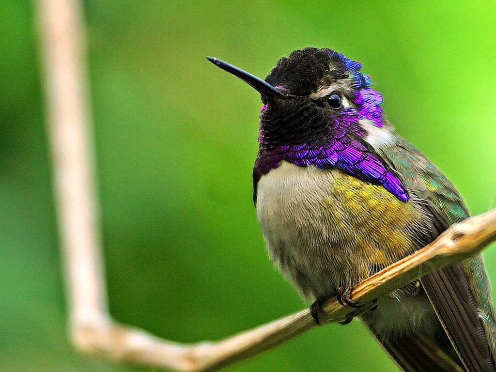 Le Colibri Abeille est il bien le plus petit oiseau du monde