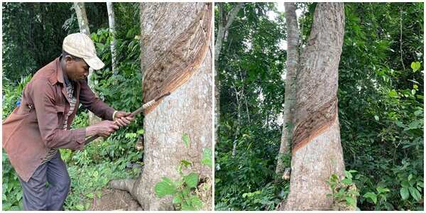Tree marked for rubber tapping in Sapele community of Delta state.