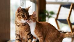 Les plus beaux noms de chat japonais et leur signification