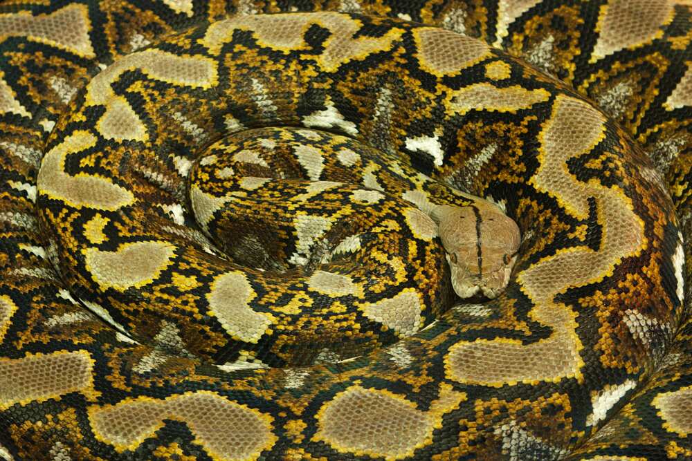 Python réticulé (Malayopython reticulatus)
Photo : Getty Images