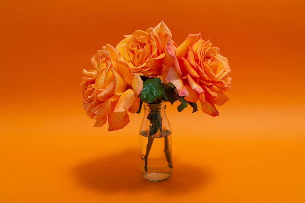 Bouquet of orange rose inside a glass bottle on orange background.