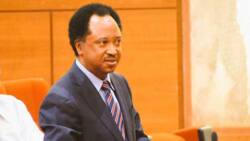 Shehu Sani speaks, says Gov El-Rufai contributed to insecurity in Kaduna, gives strong reason