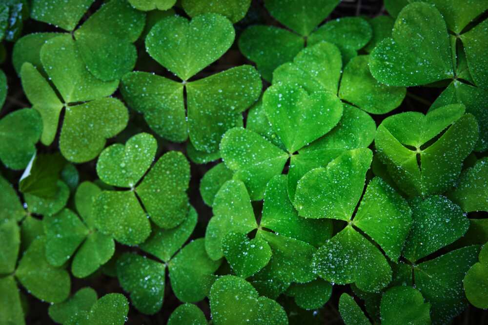 Green three-leafed clovers are a symbol of St. Patrick's Day
