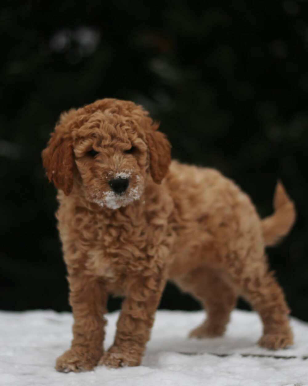 cutest puppy in the world cutest puppy in the world