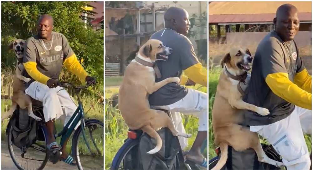 Photos of a man carrying his dog on a bicycle as they ride around town.