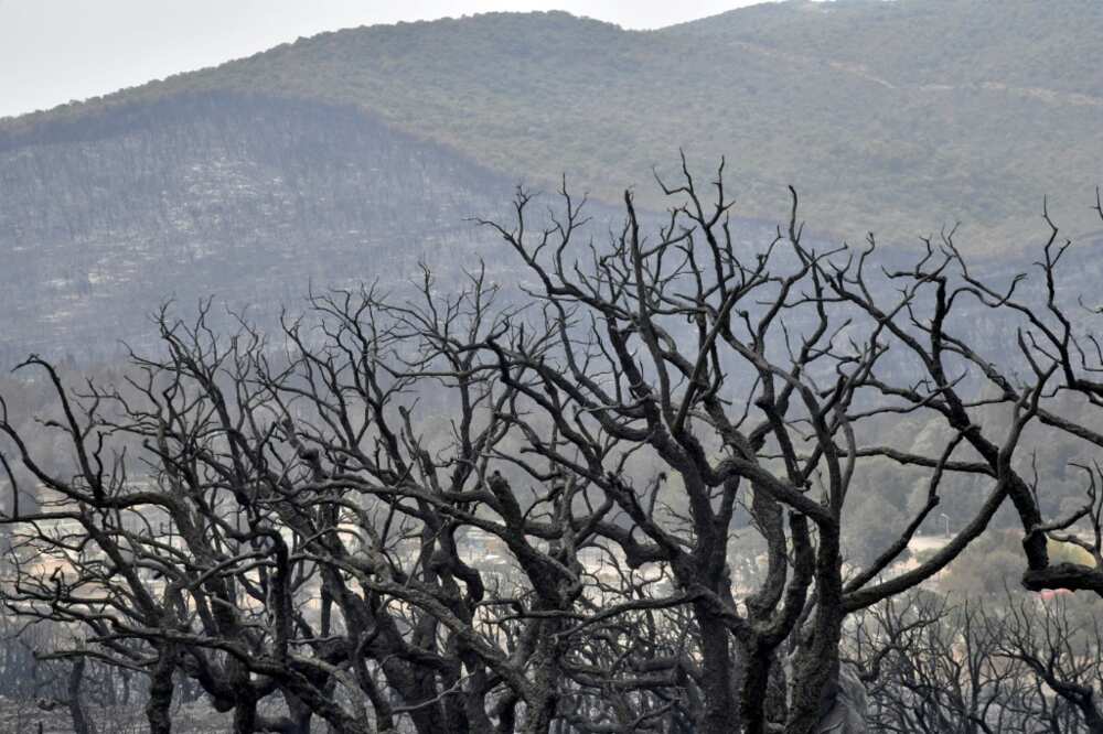 Burnt forest in Algeria's El Kala area on August 18, 2022
