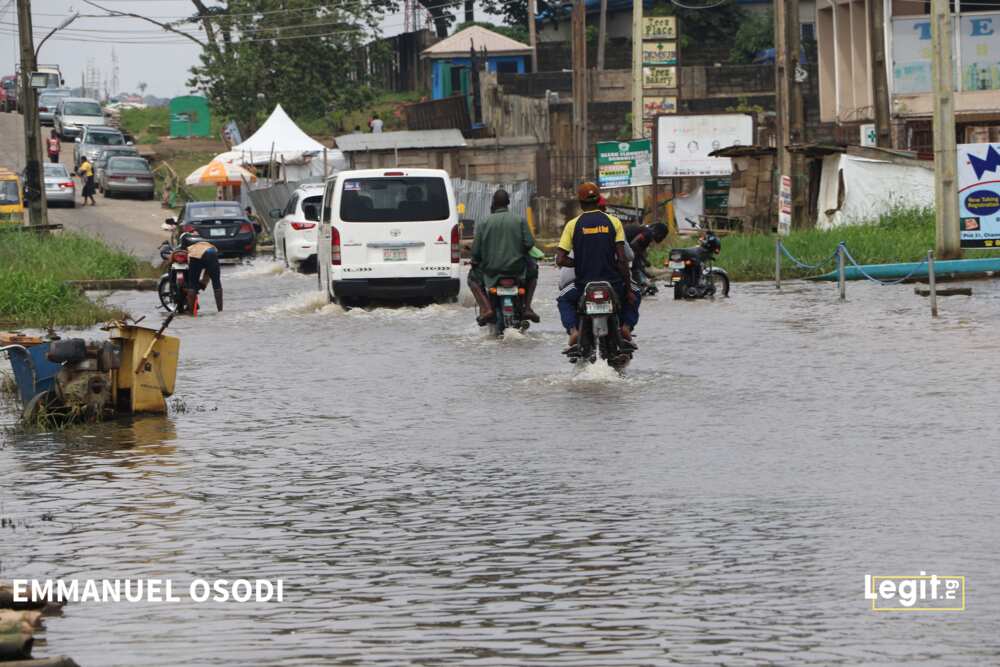 Crocodiles, wild animals invade Ogun community