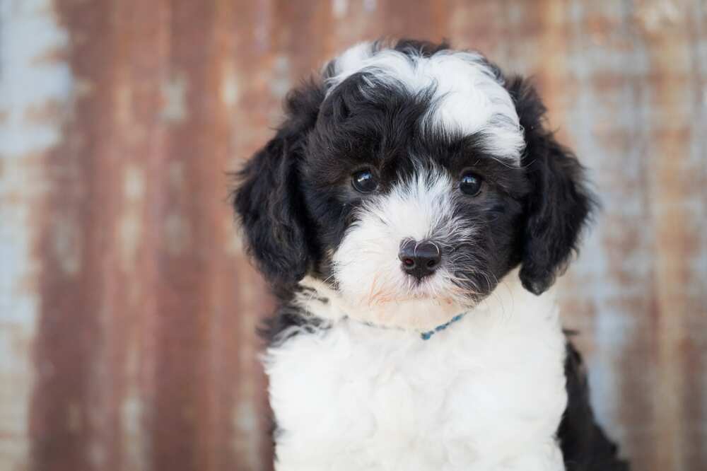sheepadoodle's temperament sheepadoodle's temperament