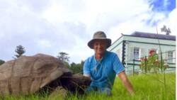 Jonathan: 190-year-old tortoise becomes world’s oldest living land animal