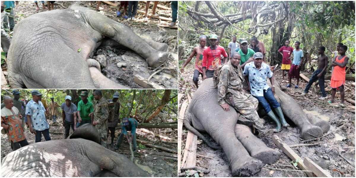 Massive Reactions as Hunters Kill 4th Elephant in 2 Years in Ogun State