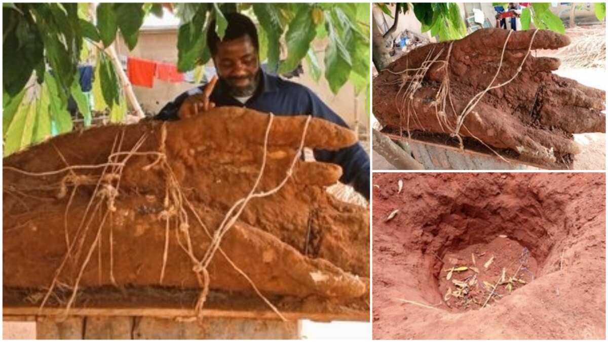 This very big yam harvested in Anambra generates reactions, 'okada' may not be able to carry it (see photos)