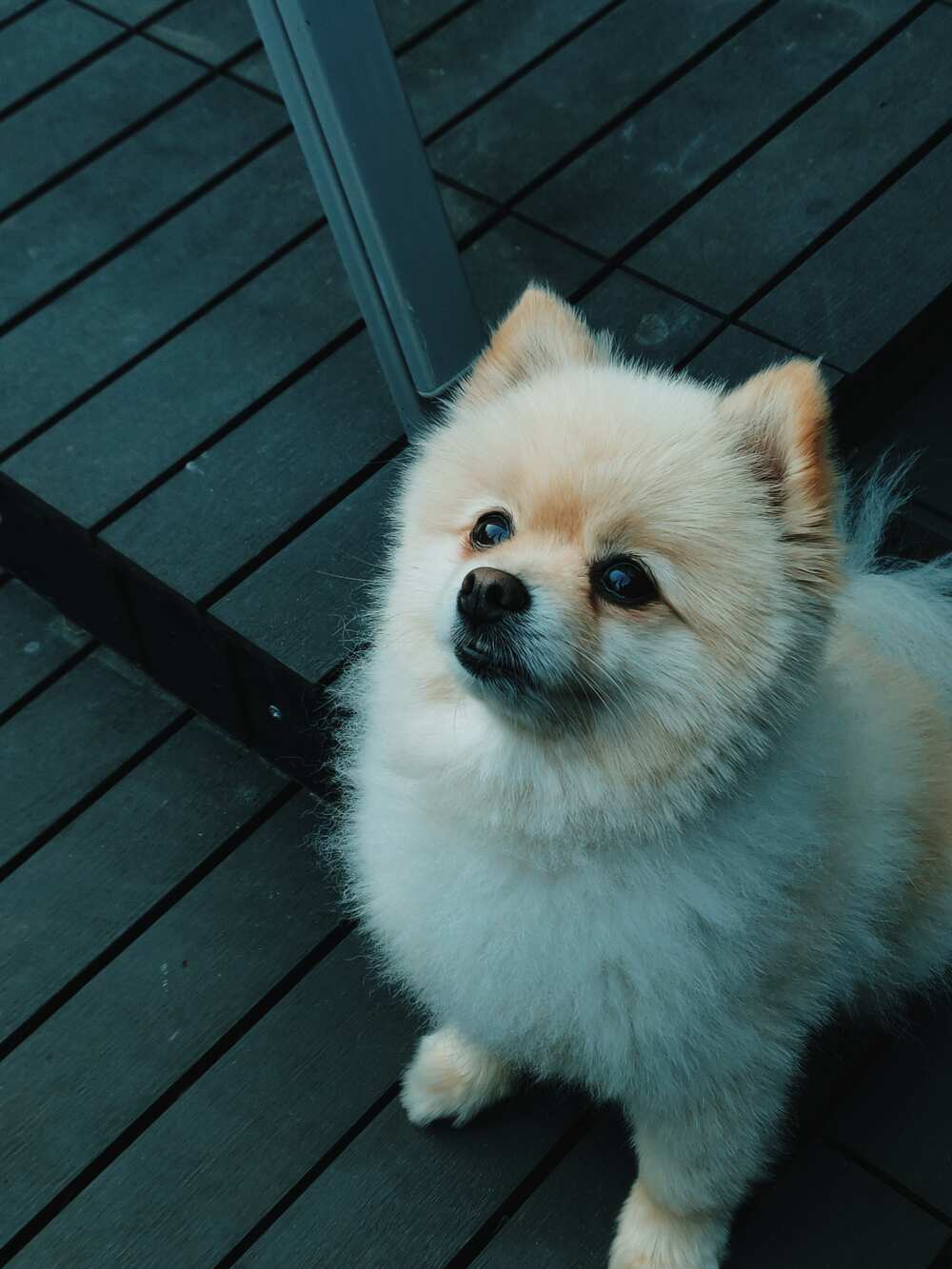 adorable puppies adorable puppies