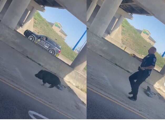 US policeman chases pig in hilarious video.