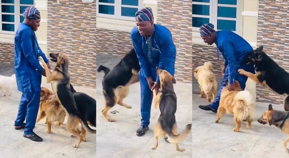 Photos of dogs playing with a man.