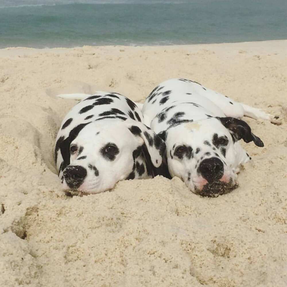 adorable puppies adorable puppies